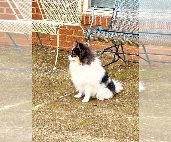 Medium Photo #1 Pomeranian Puppy For Sale in DAWSONVILLE, GA, USA