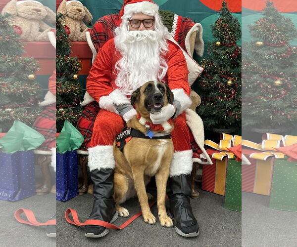 Medium Photo #2 Anatolian Shepherd-Unknown Mix Puppy For Sale in Harrisburg, PA, USA