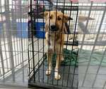 Zoinks Crew : Velma - Female Collie-German Shepherd Dog Mix Dog for Adoption - Small photo