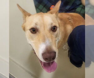Labrador Retriever-Siberian Husky Mix Dogs for adoption in Fremont, CA, USA