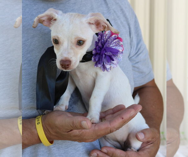 Medium Photo #1 Chihuahua Puppy For Sale in Bandera, TX, USA