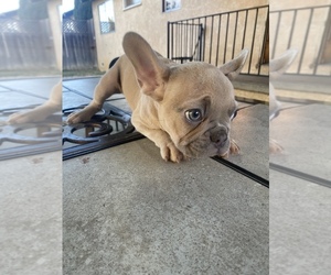 French Bulldog Puppy for sale in VALLEJO, CA, USA