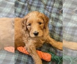 Small Photo #16 Goldendoodle Puppy For Sale in SUGAR LAND, TX, USA