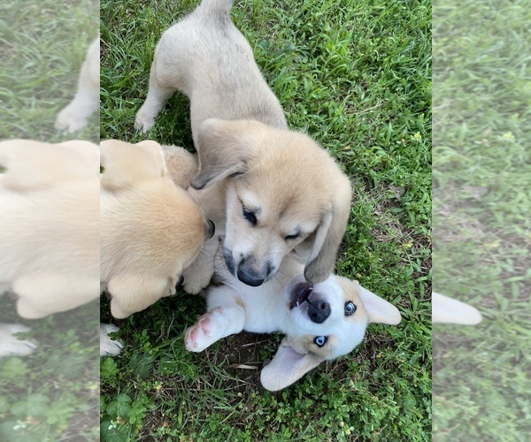 Full screen Photo #2 Basset Hound-Great Pyrenees Mix Puppy For Sale in PRYOR, OK, USA