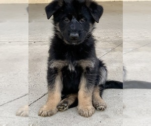 German Shepherd Dog Puppy for Sale in ONTARIO, California USA