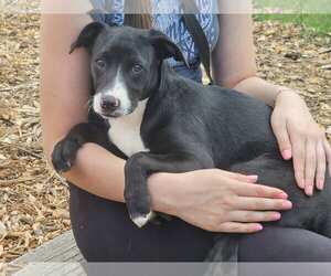 Regina - Female - Mix Dog for Adoption - Photo #4