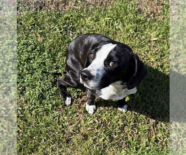 Medium Photo #3 Beagle-Unknown Mix Puppy For Sale in Mobile, AL, USA
