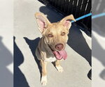 Ko Joe - Male Siberian Husky Dog for Adoption - Small photo