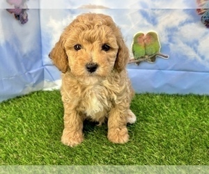 Maltipoo Puppy for Sale in CASSVILLE, Missouri USA