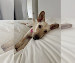 Small #2 Labrador Retriever Mix