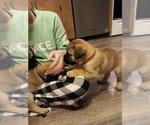 Puppy Red Bullmastiff