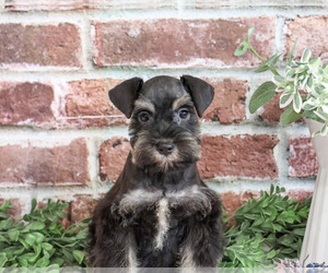 Schnauzer (Miniature) Puppy for sale in SYRACUSE, IN, USA
