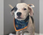 LAIKA - Female American Staffordshire Terrier-Unknown Mix Dog for Adoption - Small photo