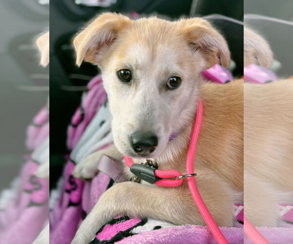 Medium Photo #2 Gerberian Shepsky Puppy For Sale in GILBERTS, IL, USA