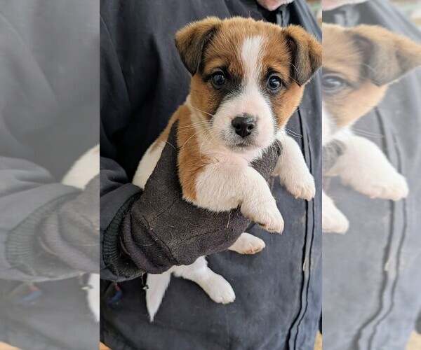 Medium Photo #3 Jack Russell Terrier Puppy For Sale in APPLE GROVE, WV, USA