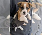 Small #2 Jack Russell Terrier