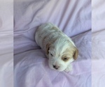 Small #7 Cavapoo