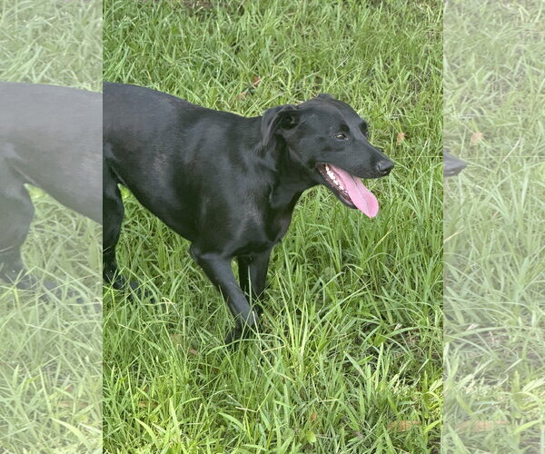 Medium Photo #3 Labrador Retriever-Unknown Mix Puppy For Sale in Valrico, FL, USA