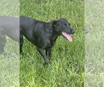 Small #2 Labrador Retriever Mix