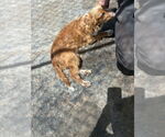 Small #7 Cavalier King Charles Spaniel Mix