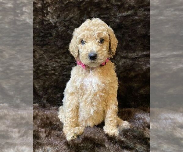 Medium Photo #2 Poodle (Standard) Puppy For Sale in JUDSONIA, AR, USA