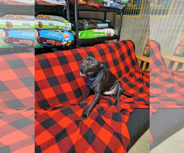 Medium Photo #3 Staffordshire Bull Terrier Puppy For Sale in Stover, MO, USA