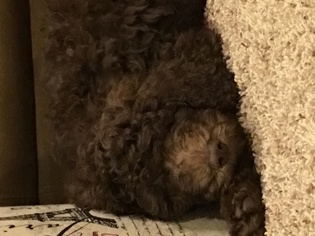 Poodle (Standard) Puppy for sale in CARL JUNCTION, MO, USA
