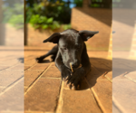Small #8 Chinese Shar-Pei-Labrador Retriever Mix