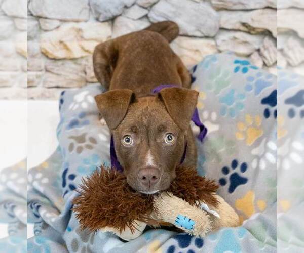 Medium Photo #9 Mutt Puppy For Sale in Kennesaw, GA, USA