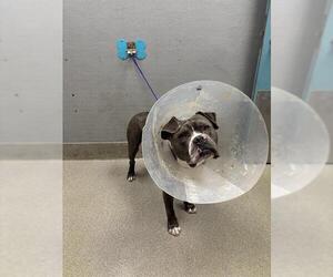 American Bulldog-Unknown Mix Dogs for adoption in Las Vegas, NV, USA