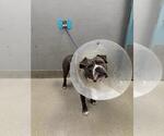 Small American Bulldog Mix