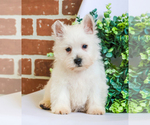 Small #3 West Highland White Terrier