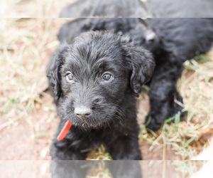 Labradoodle Puppy for sale in MILL VALLEY, CA, USA