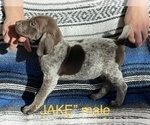 Small Photo #9 German Shorthaired Pointer Puppy For Sale in WOODLAND PARK, CO, USA