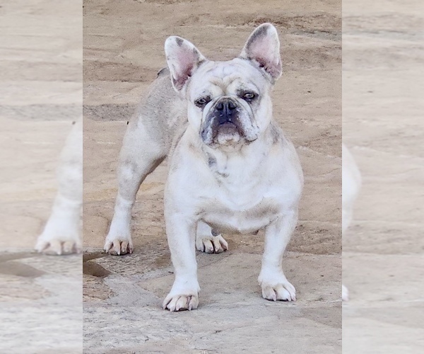 Medium Photo #1 French Bulldog Puppy For Sale in SAINT LOUIS, MO, USA