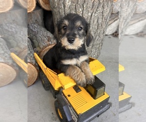 King Schnauzer Puppy for sale in MIDDLEBURY, IN, USA