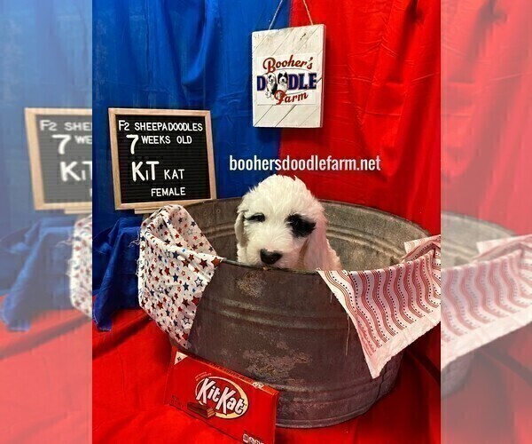Medium Photo #6 Sheepadoodle Puppy For Sale in BELLEFONTE, PA, USA