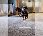 Puppy Pink Rottweiler