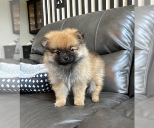 Pomeranian Puppy for sale in FRANKLIN, IN, USA