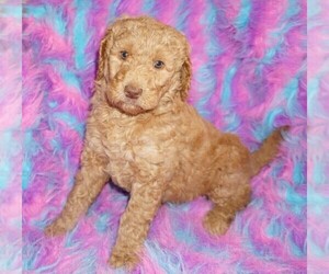 Labradoodle mix (+ Poodle Standard) Puppy for sale in LA HABRA, CA, USA