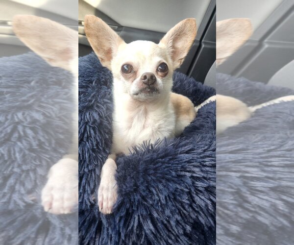 Medium Photo #3 Chihuahua Puppy For Sale in Texarkana, TX, USA
