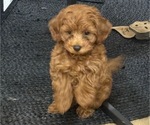 Small #1 Maltipoo
