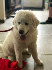 Great Pyrenees Puppy for sale in HILL CITY, MN, USA