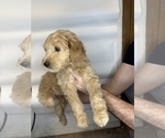 Small #4 Goldendoodle
