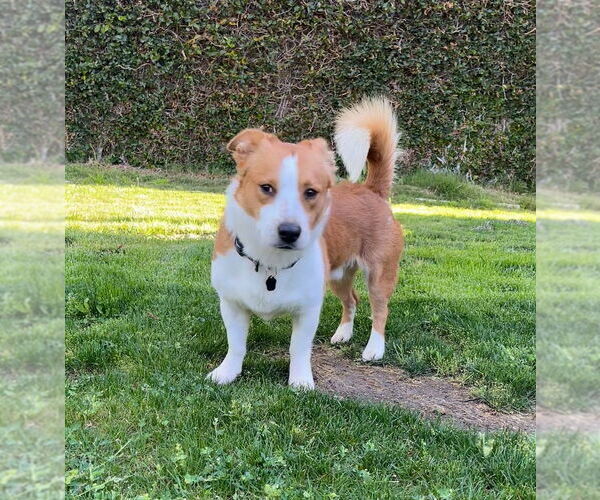 Medium Photo #1 Pembroke Welsh Corgi Puppy For Sale in Menifee, CA, USA