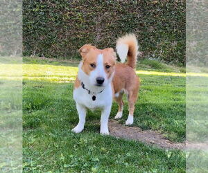 Pembroke Welsh Corgi Dogs for adoption in Menifee, CA, USA