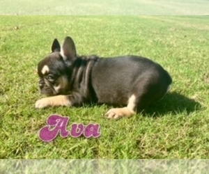 French Bulldog Puppy for sale in CORAL SPRINGS, FL, USA