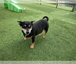 Small #1 Mutt
