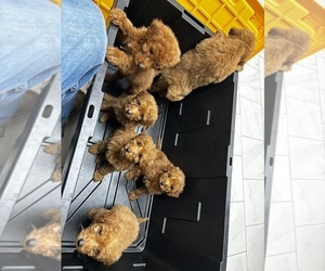 Goldendoodle (Miniature) Litter for sale in FAYETTEVILLE, OH, USA