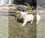 Cotton Ball - Female French Bulldog Puppy for Sale - Photo #5